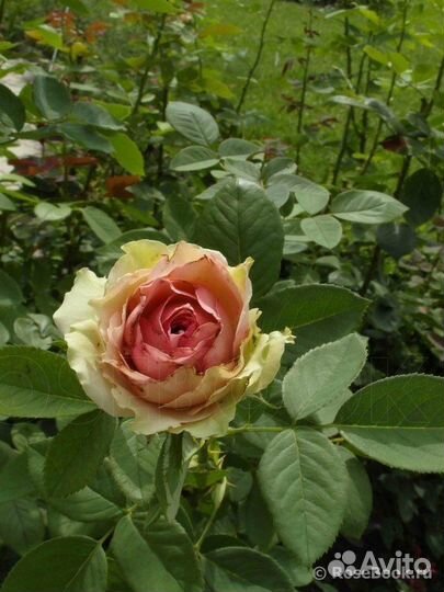 Роза чайно-гибридная Джим