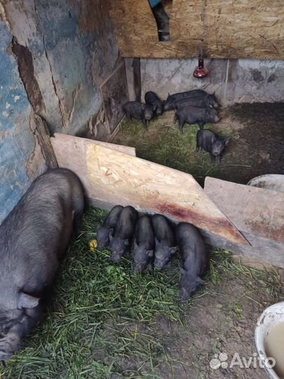 Вьетнамские поросята