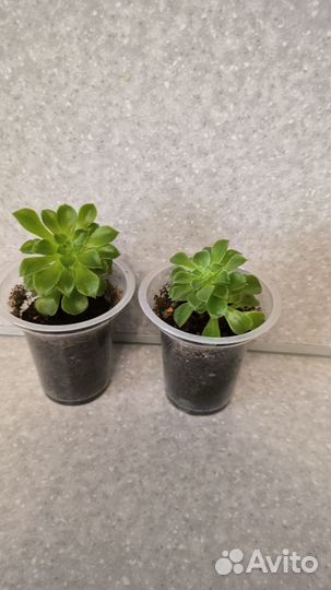 Суккуленты