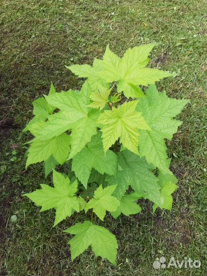 Растения для сада Клен малина, осока декорат и др