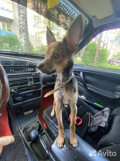 Собачка в добрые руки