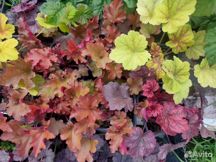 Саженцы гейхеры