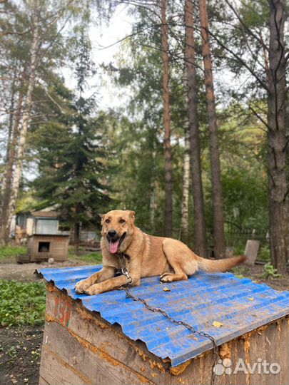 Собака в добрые руки