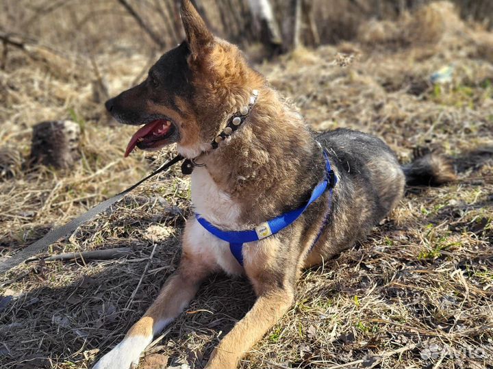 Бабушкин малыш пёс Бублик