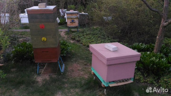 Пчелы с Ульями и Ульи с Пчелами