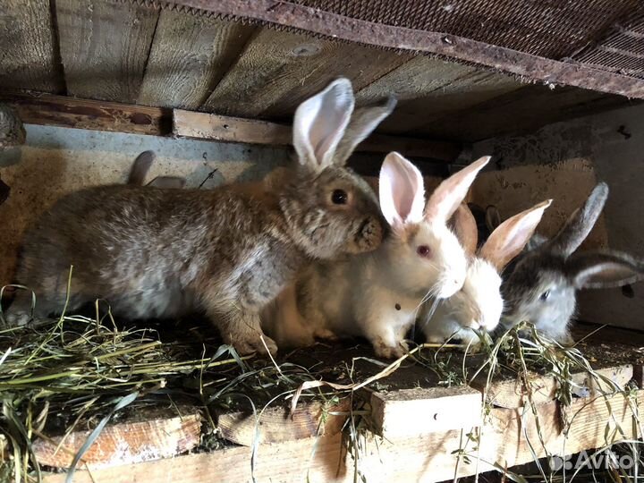 Продаются кролики
