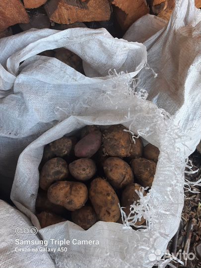 Продам картофель домашний