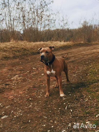 Питбуль вязка