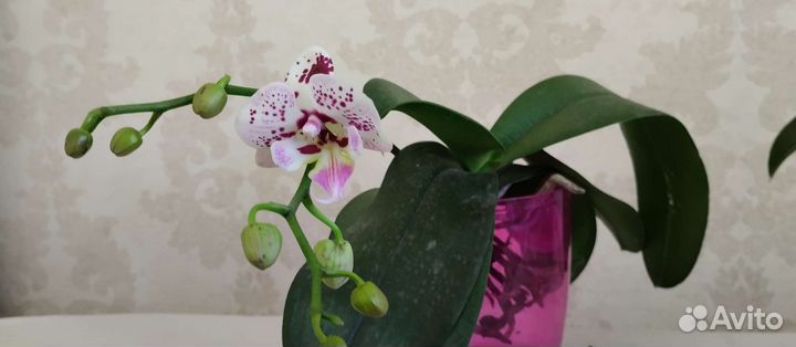 Орхидея