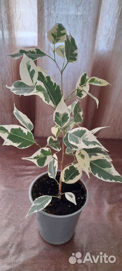 Фикус Бенджамина