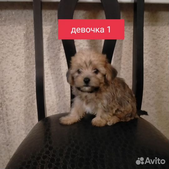 Щенки бивер йорка