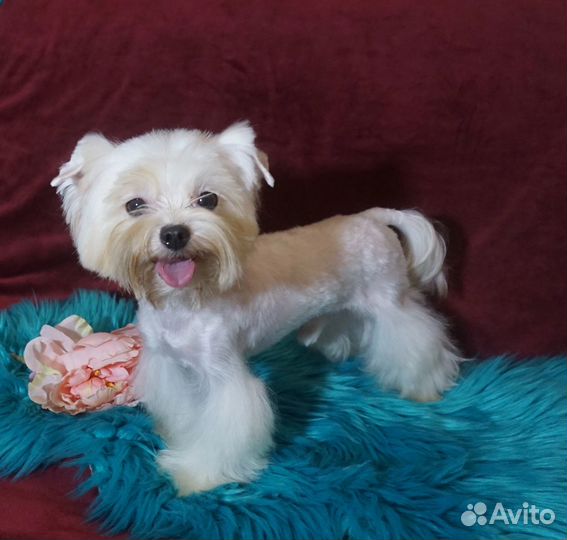 Йорк белый мини мальчик 1,5 года