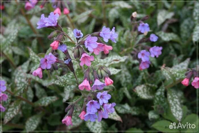 Медуница, астра