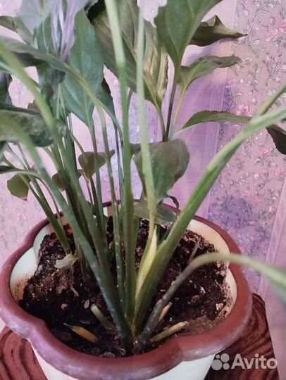 Спатифиллум