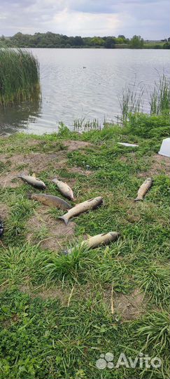 Рыбалка отдых беседки Базы отдыха