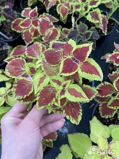 Колеус блюма д13