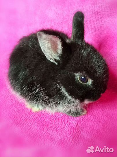 Карликовые кролики