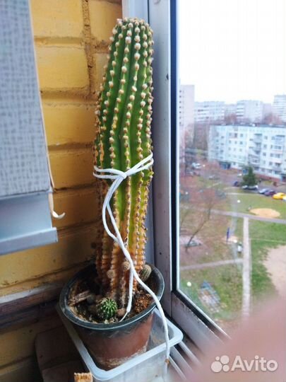 Кактусы
