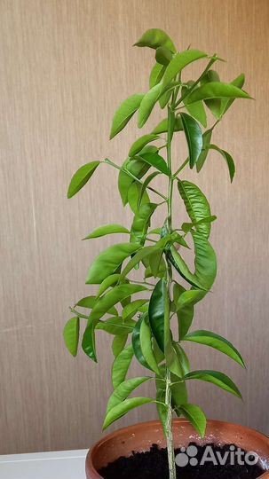 Мандариновое дерево