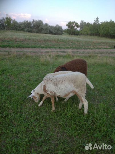 Ярки дорпер