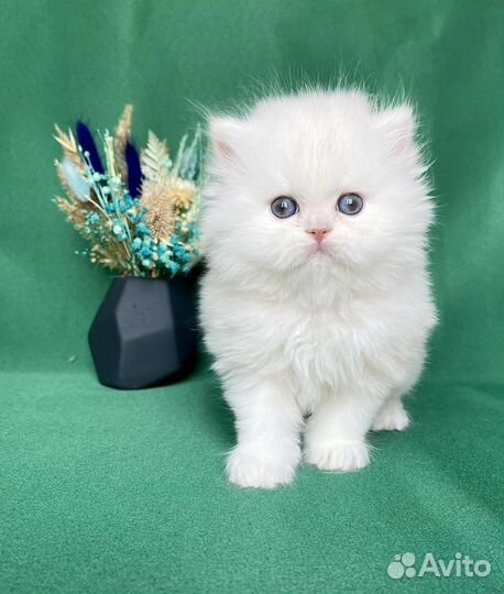 Персидская шиншилла