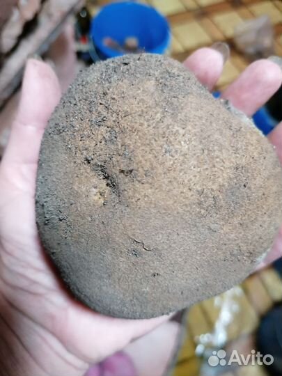 Семенной картофель Сынок, Киви, Сарпо Кифли