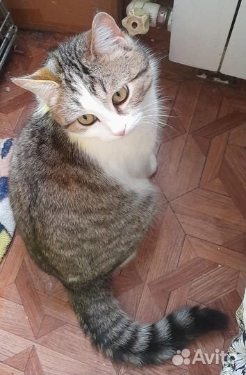 Кошечка в добрые руки