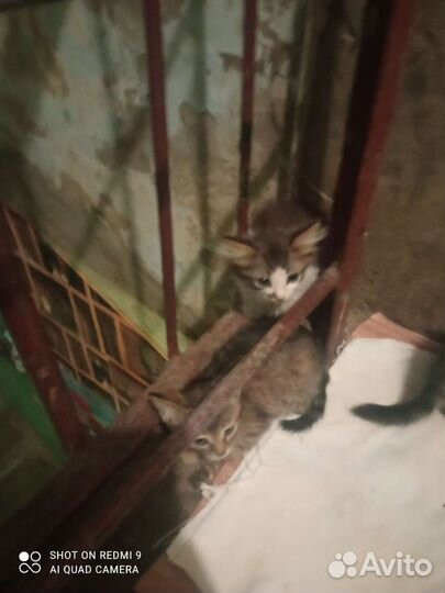 Одам котят в добрые руки