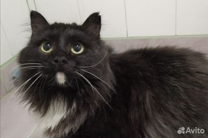 Барни ищет самый лучший дом