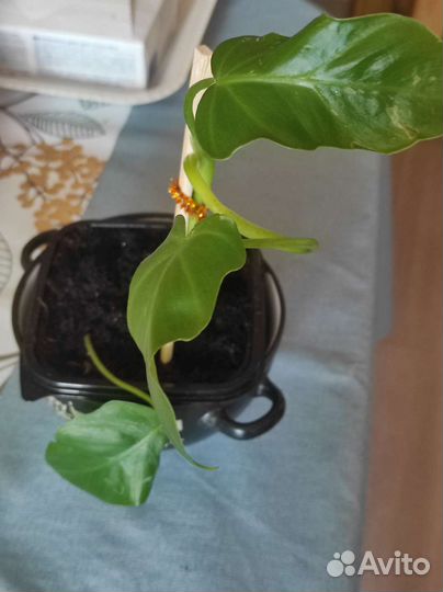 Филодендрон