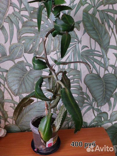 Продам цветы комнатные