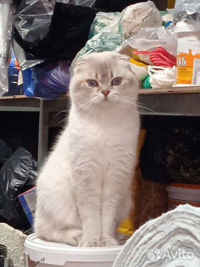 Скоттиш фолд кш