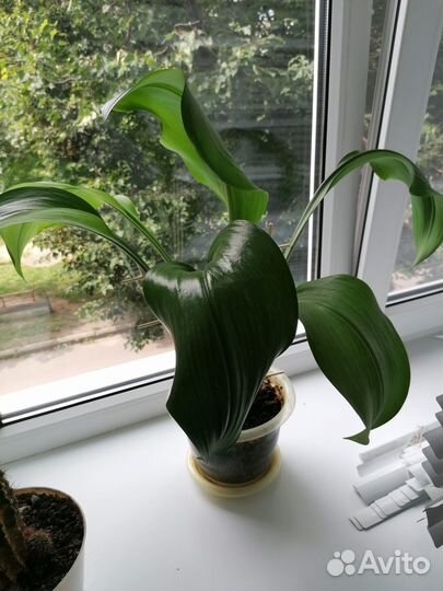 Продам цветы комнатные