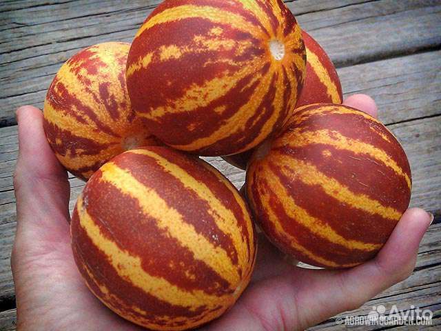 Дыни дедушки Хо Шемина