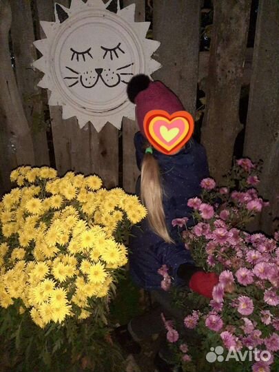 Хризантема Дубок