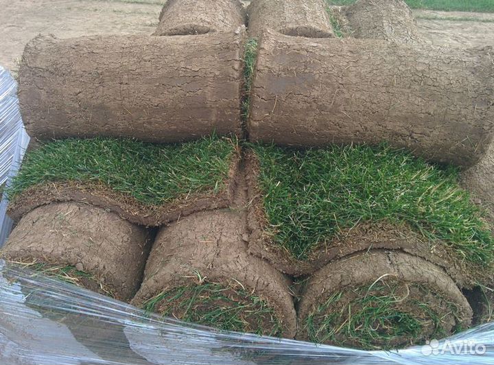 Элитный рулонный газон в Чеховском районе