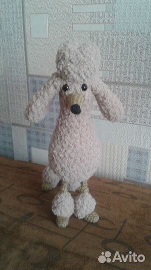 Красавец-пудель