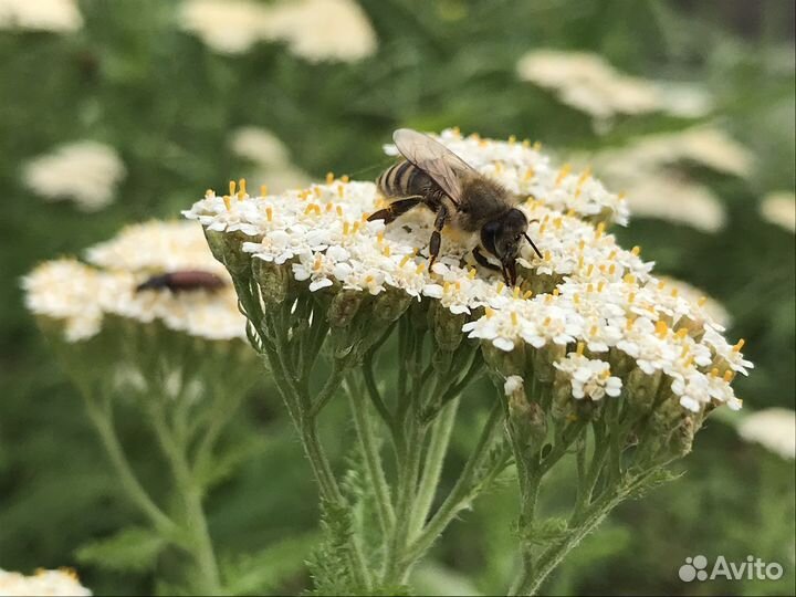 Пчеломатки плодные