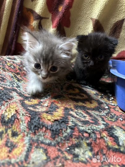 Кошки в добрые руки бесплатно