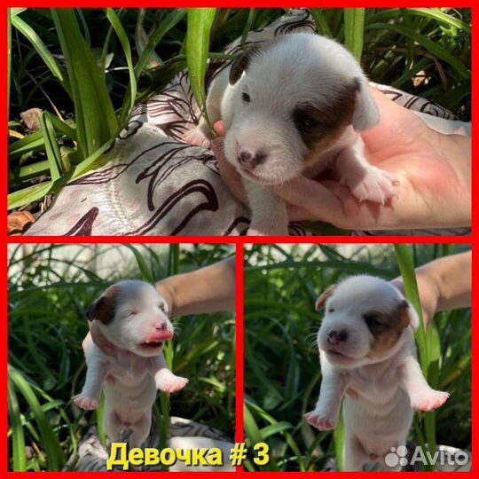 Щенки джек рассел терьер гладкошерстный