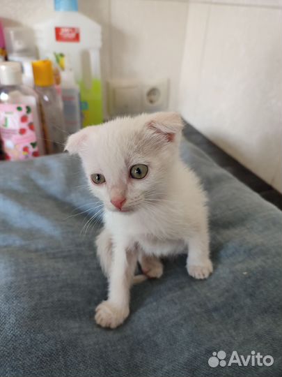 Котёнок белый, мальчик, 2 мес. в добрые руки