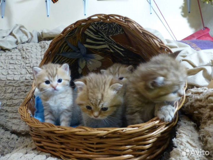 Британская короткошерстная кошка