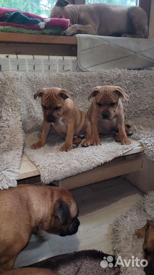 Английский стафбультерьер