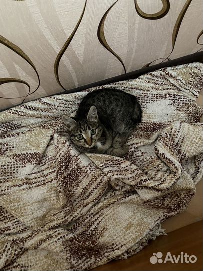 Котенок бобтейл