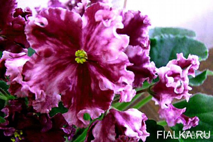 Фиалки-набор №7 и №8