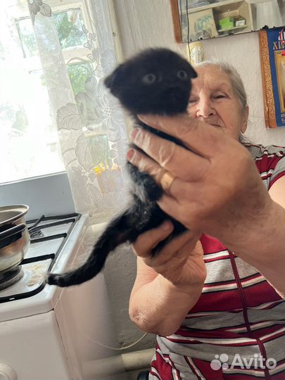 Вислоухие Котята в добрые руки