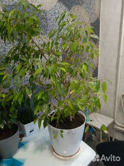 Фикус бенджамина