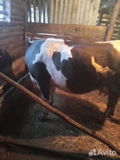 Корова дойная
