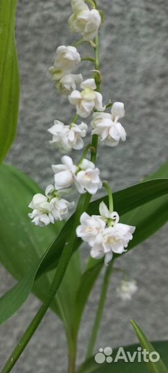 Ландыш махровый