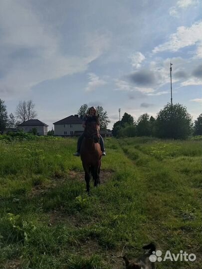 Продаю лошадь